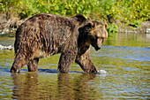Grizzly bear Ursus arctos- captive
