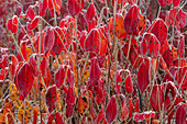 Frosted northern wild raisin leaves in autumn Vibernum casssinoides
