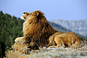 Barbary lion Panthera leo, extinct in wild- captive