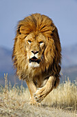Barbary lion Panthera leo, extinct in wild- captive