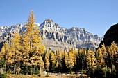 Western larches in autumn colour with Mt  Huber