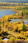 Autumn colours on wetland vegetation at the Vermilion Ponds