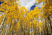 Autumn aspens along the Bow Valley Parkway