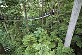forest walkway at the Capilano Suspension Bridge facility, North Vancouver, British Columbia, Canada