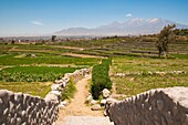 The terraced fields of Paucarpata and the Chachani volcano near Arequipa, Peru, South America
