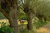 Horse in meadow. Mazowsze region Central Poland