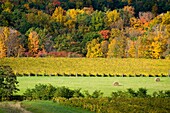 Fall Colors Winery Vineyards Finger Lakes Region New York