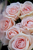 Pink roses