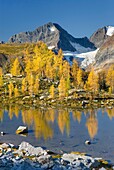 Mount Macbeth 10020 ft 3054 m and alpine larches Larix lyallii reflected in tarn at Monica Meadows, Purcell Mountains British Columbia