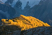 Alpine larches Larix lyallii in autumn foliage are lit by the evening sun, the Horseshoe Glacier is in the background  Purcell Mountains British Columbia