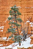 Trees dusted with snow in Red Canyon Dixie National Forest Utah