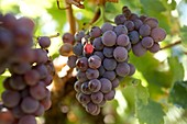 Grapes. Pollestres, Pyrenres-Orientales, France