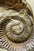Fossil  Helicoprion bessonowi), Palaeontology museum, Moscow, Russia