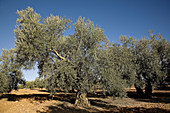 Olive grove, Comarca de Antequera, Malaga province, Andalucia, Spain