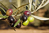 Olives, Andalucia, Spain