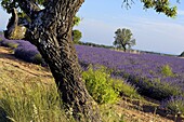 Lavender field in full blossom at Valensole plateau. Alpes-de-Haute-Provence, France