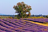 Lavender field in full blossom at Valensole plateau. Alpes-de-Haute-Provence, France