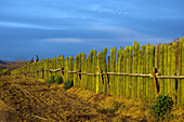 A fence made of organ pipe cactus, near the Los Osuna Agave Distillery, near La Noria near Mazatlan, Sinaloa, Mexico