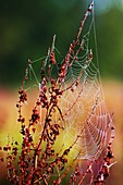 Dew drops in spiderweb - Bavaria/Germany