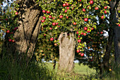 Apple-tree in meadow orchard, mature red apples in autumn, Franconia, Bavaria, Germany