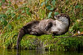 Otter  Lutra lutra), lying on the bank of a water pond, Bavaria, Germany