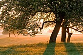 Orchard, appletrees in flower, sunrise and morning fog, Franconian Switzerland, Bavaria, Germany