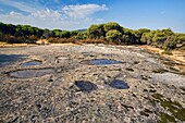 Charcos sobre el granito en el pinar del Concejo  Cadalso de los Vidrios  Madrid  España