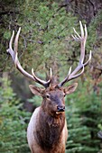 A bull elk Cervus canadensis in Jasper National Park  Rocky Mountains, Alberta, Canada