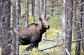 Moose female Alces alces in Jasper National Park  Rocky Mountains, Alberta, Canada