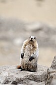 Hoary marmot Marmotta caligata Banff National Park, Rocky Mountains, Alberta, Canada