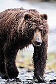 Grizzli bear walking in the beach Ursus arctos middendorffi Kodiak Island, Alaska, USA