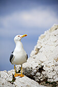 Yellow-legged Gull  Larus michahellis). Bouches-du-Rhône, France