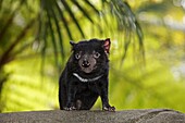 Diable de Tasmanie ou sarcophile Tasmanian Devil Sarcophilus harrisii Ordre Dasyuromorphia Famille Dasyuridae