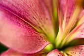 Close-up of a flower  Color  Selective blurring