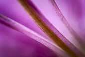 Interior of a magenta flower color  Macro