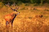 Red Deer  Cervus elaphus)