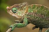 Parson´s chameleon Calumma parsonii in Andasibe National Park in Madagascar
