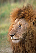 adult male Lion, Panthera leo