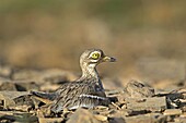 Bird, Burhinus, Eurasian, Ground, Habitat, India, Oedicnemus, Sitting, Thick-knee, T96-935324, agefotostock 