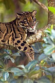 Clouded Leopard in Captive situation India