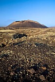 Lichens colonizing volcanic ash near to the Raven Volcano  Volcan del Cuervo  Mancha Blanca  Tinajo  Lanzarote  Las Palmas province  Canary Islands  Spain