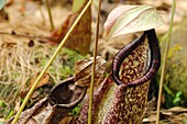 Great Pitcher-Plant  Nepenthes maxima)