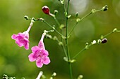 Asia, Close-up, Closeup, Color, Colour, Daytime, Delicate, Detail, Ecosystem, Ecosystems, Exterior, Flower, Flowers, Focus, Fragile, Fragility, Horizontal, Outdoor, Outdoors, Outside, Pink, Soft, U37-930903, agefotostock 