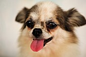 Animal, Animals, Bored, Boredom, Breed, Breeds, Color, Colour, Contemporary, Docile, Docility, Dog, Dogs, Domestic, Indoor, Indoors, Interior, Mammal, Mammals, Mood, One, Out, Pet, Pets, Sad, Sadness, Sticking, Tongue, Tongues, U37-945706, agefotostock 