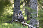 Great Grey Owl  Strix nebulosa), Lappuggla, Jämtland, Sweden