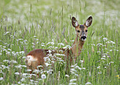 Roe deer  Capreolus capreolus), Stockholm, Sweden