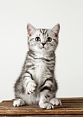 Photo Joergen Larsson Cat Brittish shorthair