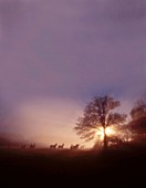 Photo Joergen Larsson Horses Botkyrka Södermanland Sweden