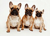 Photo Joergen Larsson French Bulldog Stockholm Sweden