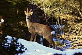 Photo Joergen Larsson Roe deer Stockholm Sweden